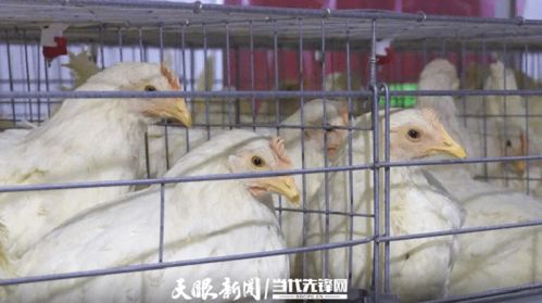 百個故事曬百物 好山好水育好雞產好蛋