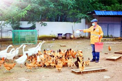 十二時辰守望 百余職工封閉工區，守護家畜養殖的日與夜