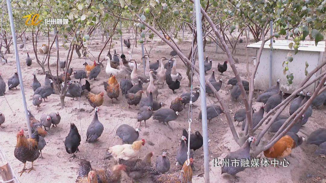 生態(tài)立體種養(yǎng)鋪就鄉(xiāng)村振興致富路 家禽養(yǎng)殖新篇章