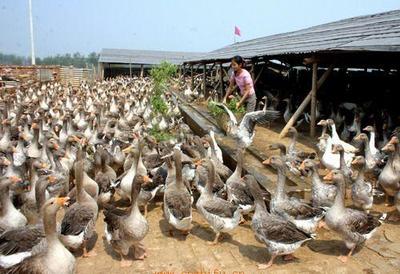 滇陸富民禽業(yè) 以匠心打造高原生態(tài)家畜養(yǎng)殖標桿