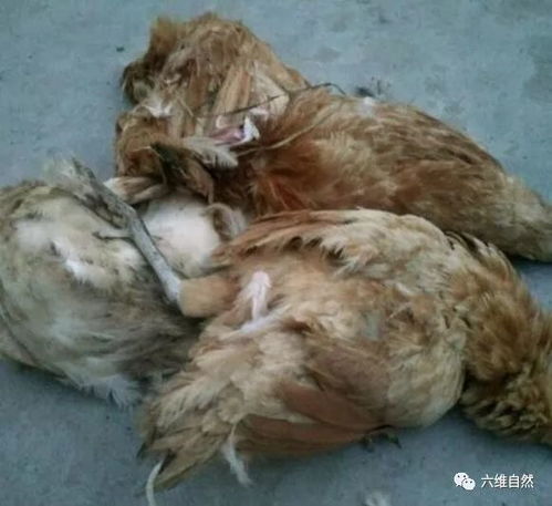 二哈偷咬家禽 縱容還是懲罰？家畜養(yǎng)殖中的管教之道